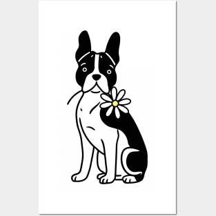 Boston Terrier Posters and Art